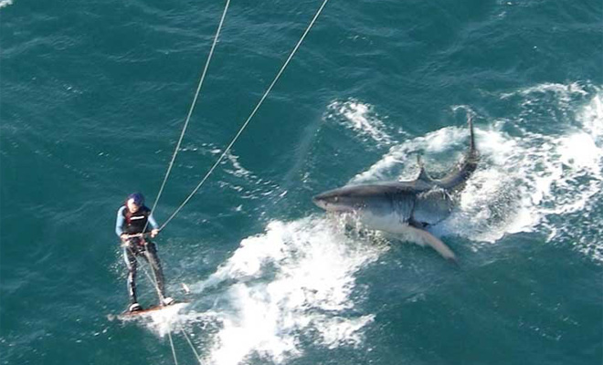 5 кровавых нападений акул, после которых вы больше никогда не захотите в море