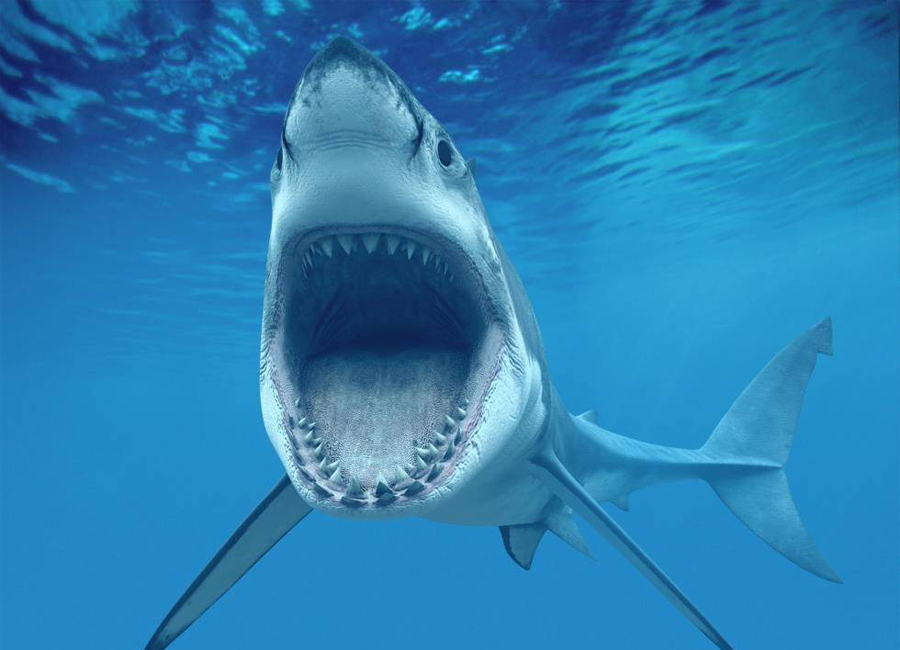Челюсти: 5 глупых мифов об акулах