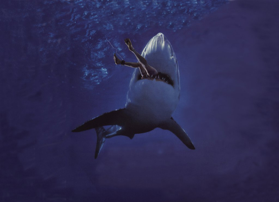 Челюсти: 5 глупых мифов об акулах