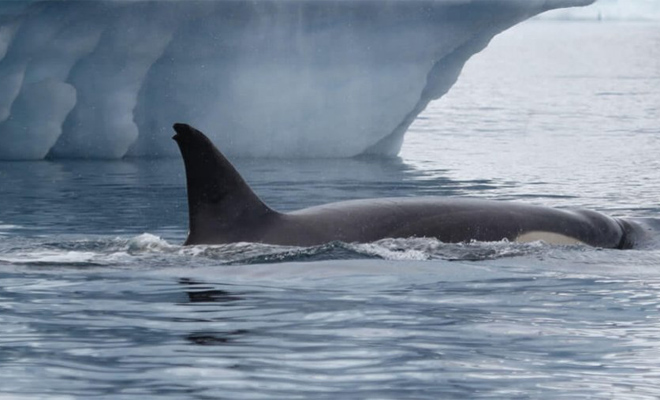 Человек впервые снял на видео, как косатки охотятся на кита