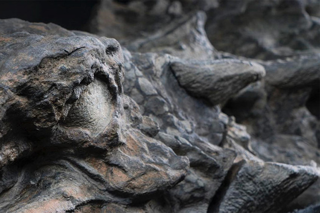 Шахтеры нашли в глубинах рудника древнее окаменевшее существо