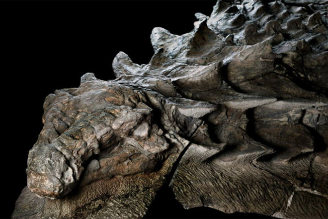 Шахтеры нашли в глубинах рудника древнее окаменевшее существо