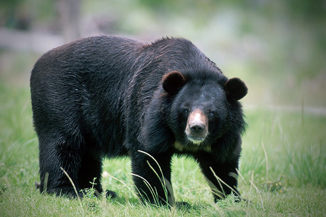 Японский пенсионер-каратист побил медведя голыми руками