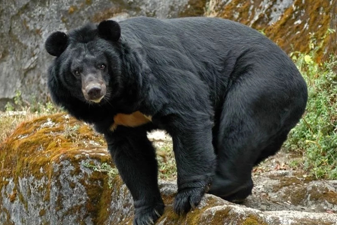 Японский пенсионер-каратист побил медведя голыми руками
