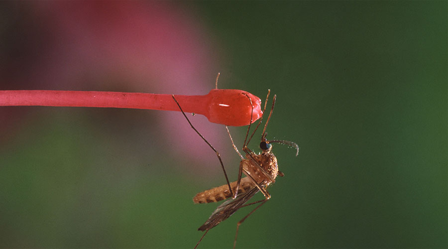 5 причин почему комары кусают одних, а других не беспокоят