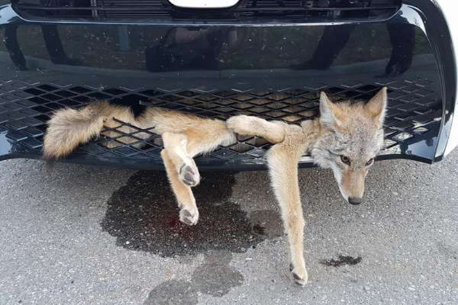 Машина сбила самого везучего на свете койота, а водителя ждал большой сюрприз!