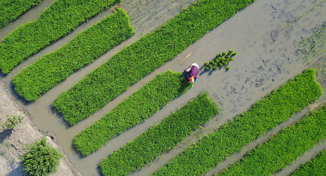 Ученые Китая вывели новый сорт риса, который спасет миллионы жизней