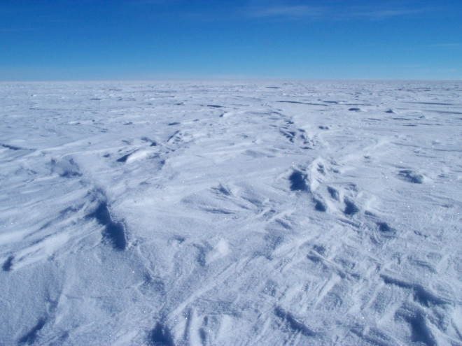 В антарктических льдах нашли существо, ранее неизвестное науке