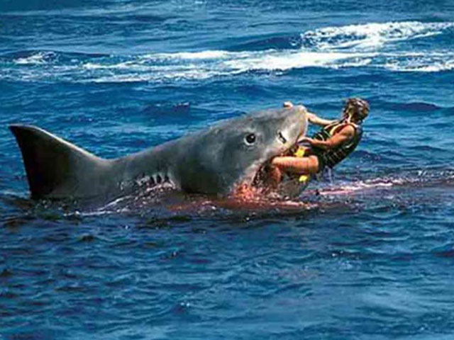 Огромная белая акула атаковала девушку-серфера