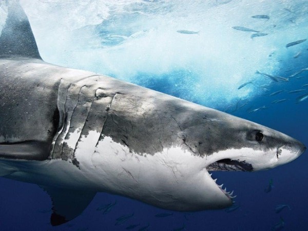 Огромная белая акула атаковала девушку-серфера