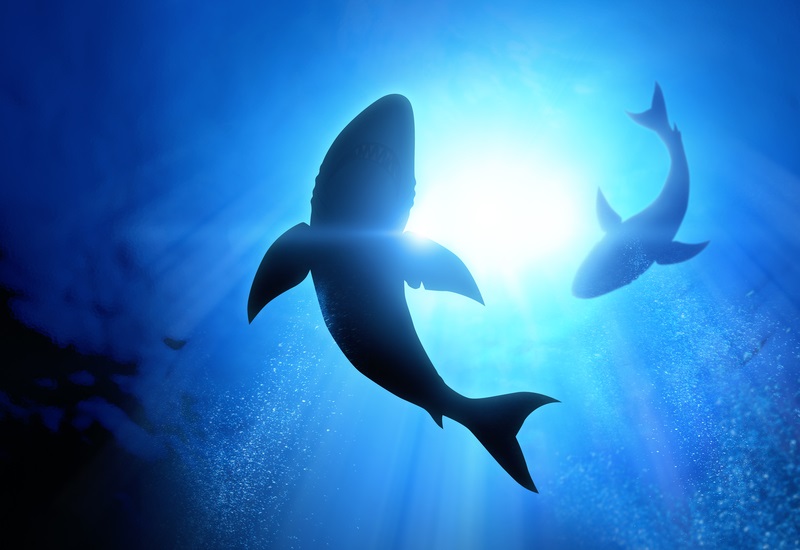 9 ситуаций, когда от акул только польза
