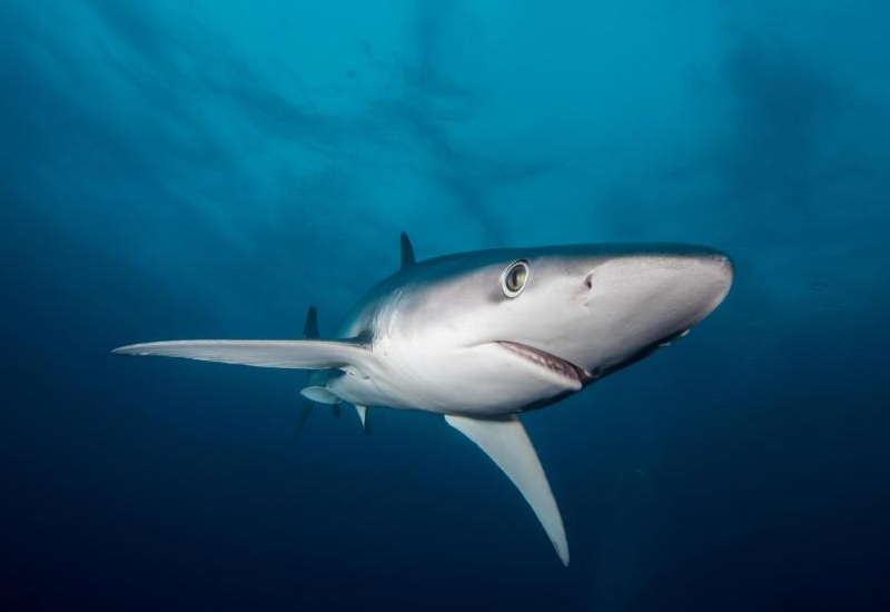 9 ситуаций, когда от акул только польза