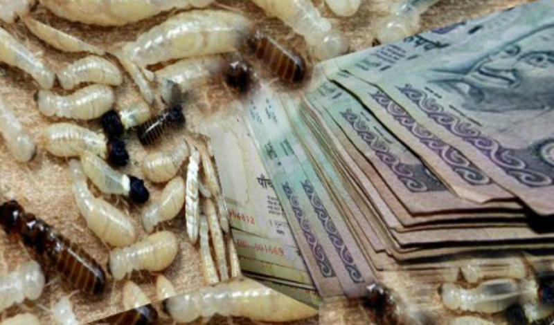 Казнь египетская: самые жуткие нашествия насекомых в истории