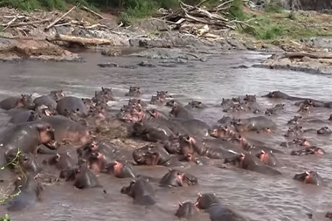 Поворот не туда: 30 бегемотов чуть не растерзали крокодила