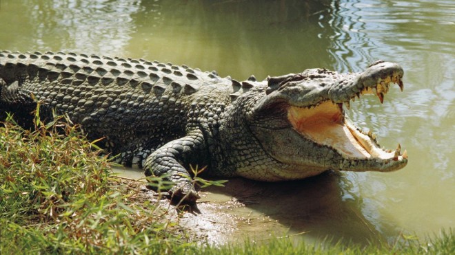 Машину невезучих туристов атаковали крокодилы