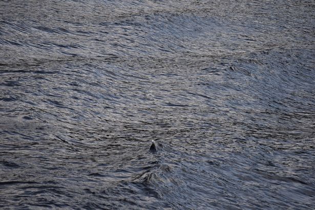 Мальчик снимал Лох-Несское озеро, когда из воды появилось это