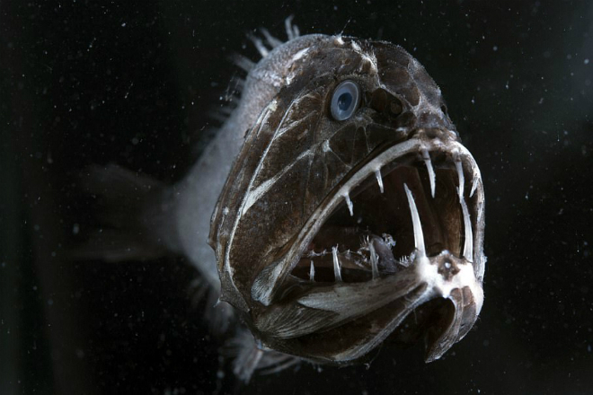 Бездна ужаса: ученые спустились на самое дно океана и чуть не поплатились за это жизнью!