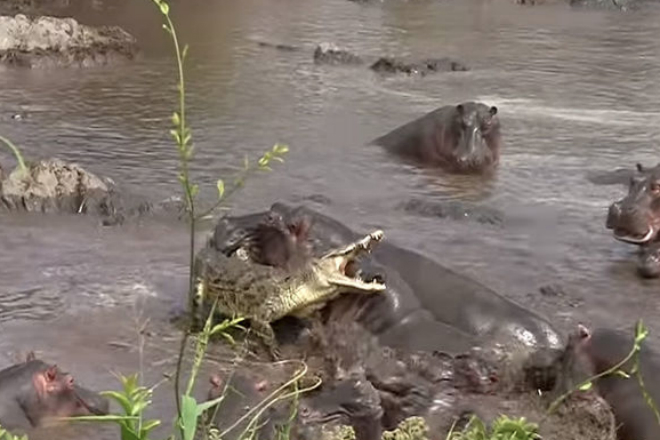 Поворот не туда: 30 бегемотов чуть не растерзали крокодила