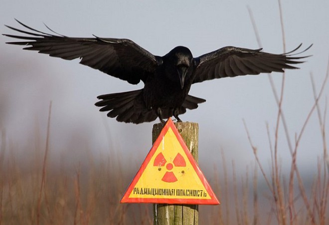 Что на самом деле произошло в Чернобыле: шведские ученые шокированы этими данными!