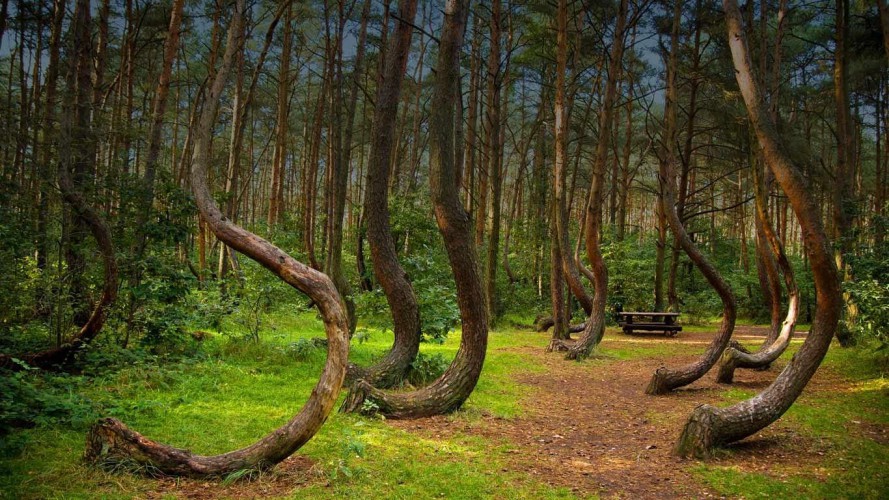 10 необычных деревьев, которые создала эволюция