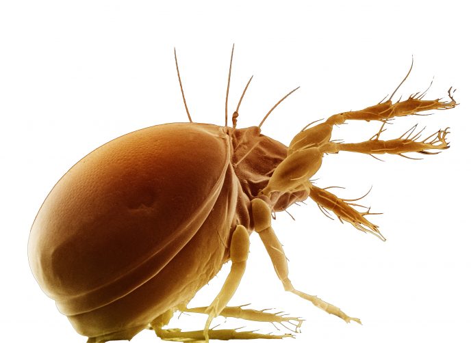 7 насекомых, которых вы едите постоянно и даже не знаете об этом