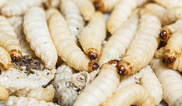 7 насекомых, которых вы едите постоянно и даже не знаете об этом