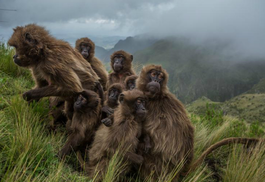 10 главных снимков этого года по версии National Geographic