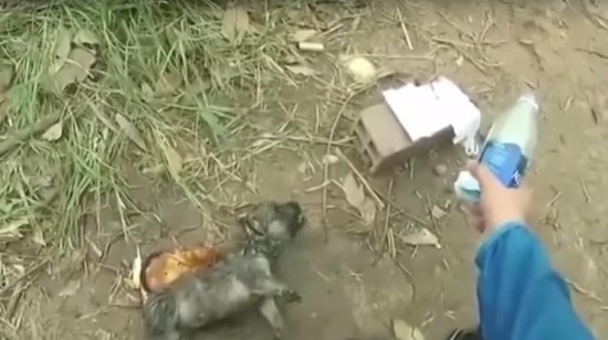 Парень спас щенка, сделав ему искусственное дыхание