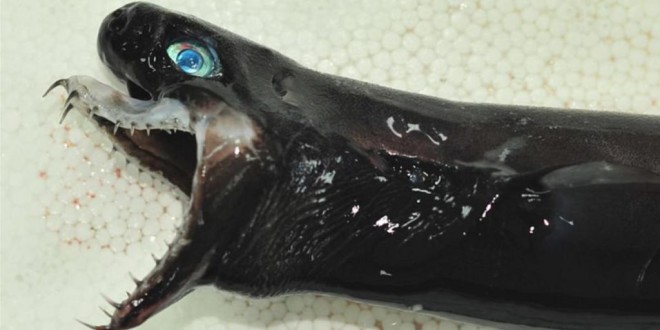 Чудовище с выдвигающимися челюстями: пугающий улов морских рыбаков