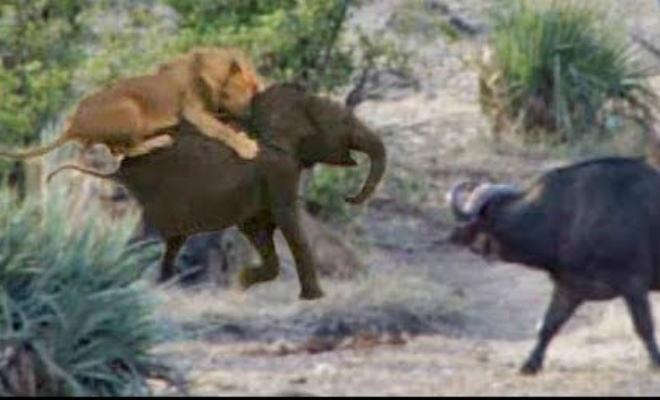 Беззащитный слоненок попал в лапы львам, но на помощь пришли буйволы