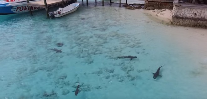 Акулы начали приближаться к ребенку, но их вовремя заметили с беспилотника