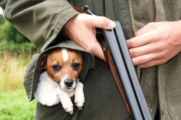 Плохой мальчик: собака пристрелила собственного хозяина, но тот успел сдать ее полиции