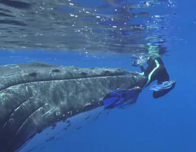 Пятиметровая акула хотела напасть на дайвера, но на помощь пришли киты