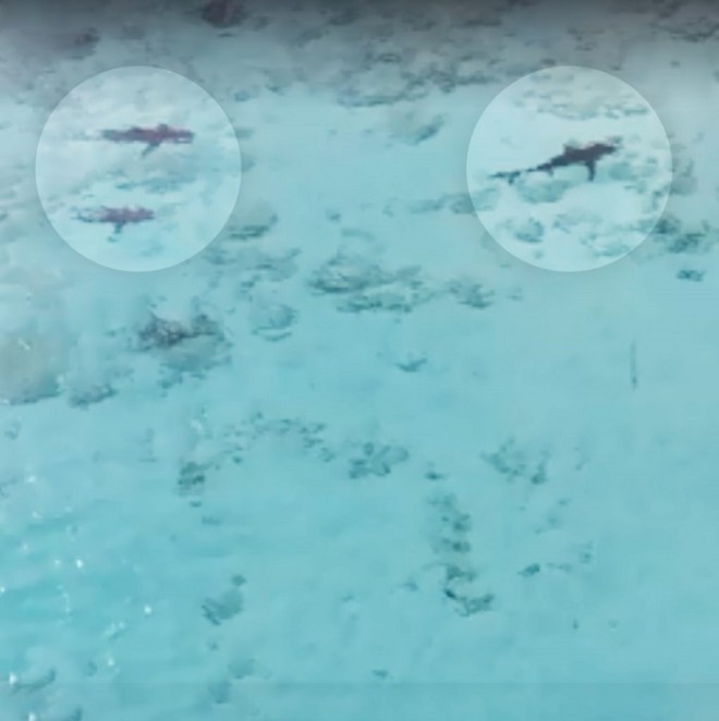 Акулы начали приближаться к ребенку, но их вовремя заметили с беспилотника