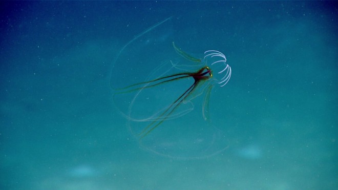 Ужасные обитатели морских глубин впервые в истории попались на глаза биологам и это стоит видеть каждому