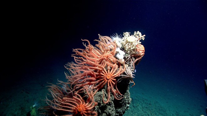 Ужасные обитатели морских глубин впервые в истории попались на глаза биологам и это стоит видеть каждому