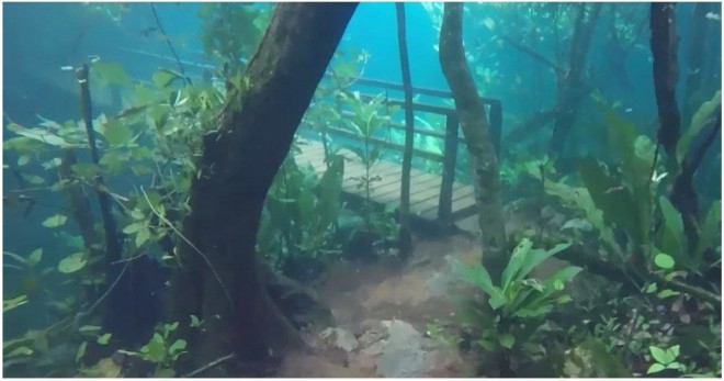 Лес в Бразилии ушел под воду и превратился в невероятный подводный мир