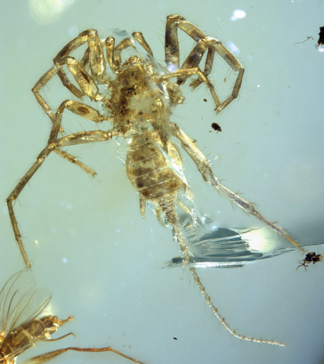 Археологи обнаружили невозможного хвостатого паука из Юрского периода