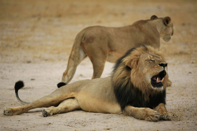 Львы съели охотившегося на них браконьера
