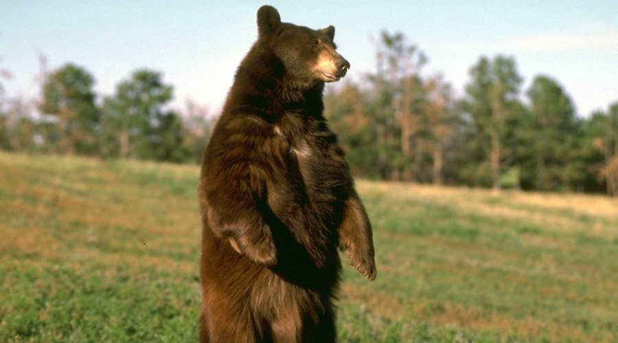 Что делать, если на вас напал медведь