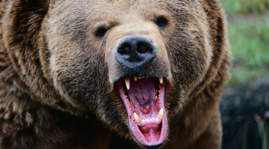 Встреча с медведем в лесу: как себя вести
