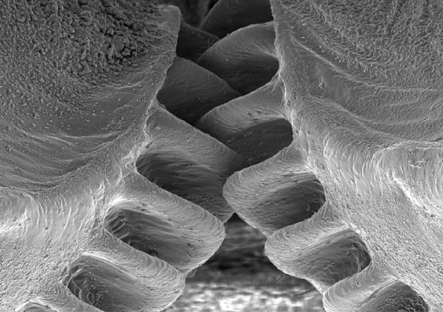 Механические шестеренки, которые считали возможными лишь как порождение человеческого разума, были найдены у насекомых