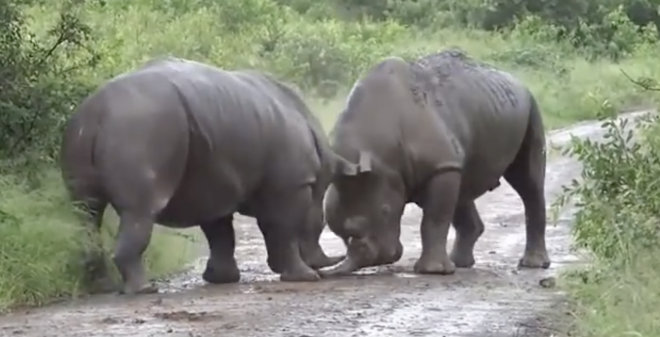 Чудовищная драка двух разъяренных носорогов произошла на глазах пораженных туристов