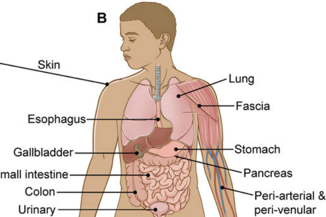 Внутри тела человека обнаружен новый неизвестный орган