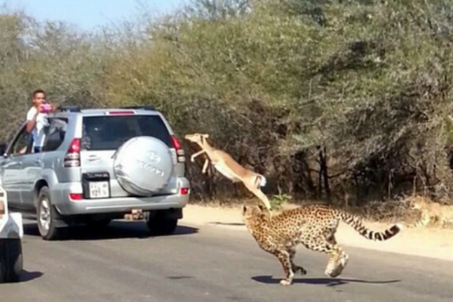 Испуганная антилопа спаслась от гепардов в машине туристов