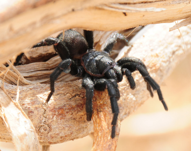 Создание из кошмаров. Самый большой паук Австралии