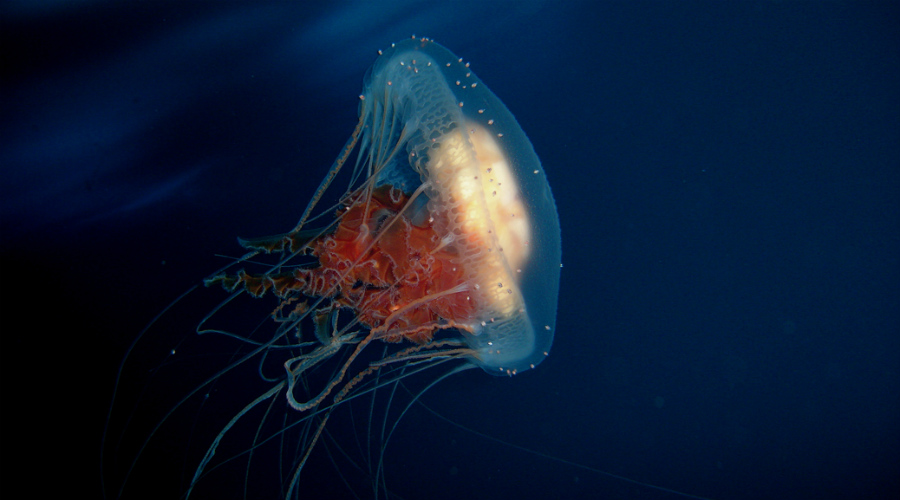 10 невероятных подводных созданий, чьи способности не поддаются объяснению