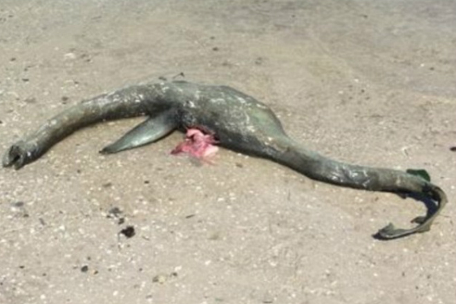 Останки морского чудовища вынесло на побережье Атлантики. Ученые уверяют, что это Лох-Несский ящер