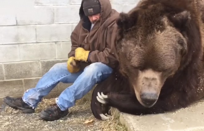 Добрый лесоруб утешил огромного медведя обняв по-братски