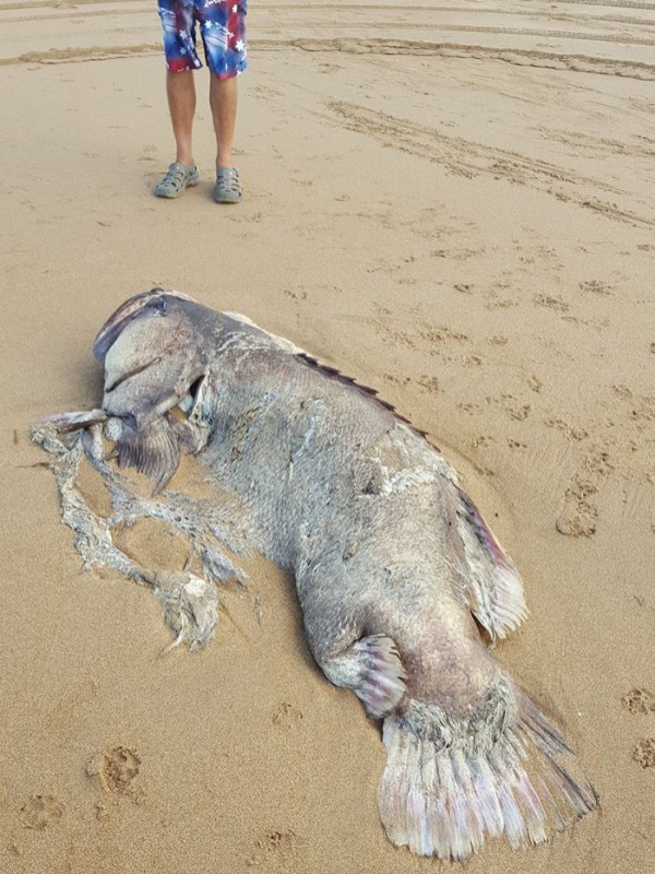 Рыба-монстр размером с человека распугала весь пляж